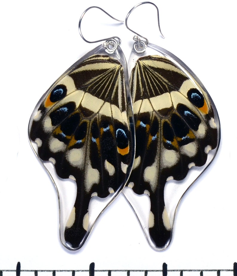 Butterfly Earrings, Real Central Emperor Swallowtail Butterfly Papilio lormieri bottom/rear wings earrings image 1