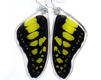 Butterfly Earrings, Real Green Malachite Butterfly (Graphium tyndereus) (top/front wings) earrings