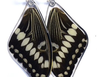 Butterfly Earrings, Real Central Emperor Swallowtail Butterfly (Papilio lormieri) (top/fore wings) earrings