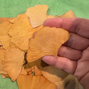 May include: A collection of dried, fan-shaped ginkgo biloba leaves in shades of golden yellow and light brown. Each leaf features a distinct, delicate vein pattern radiating from the stem to the outer edge, showcasing a natural, papery texture.