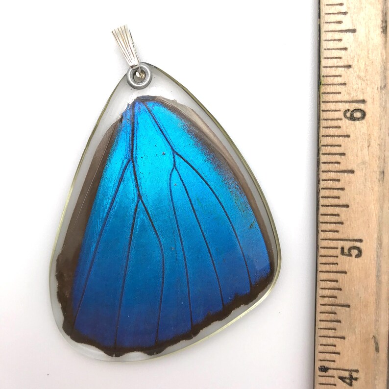 Butterfly visual data 8