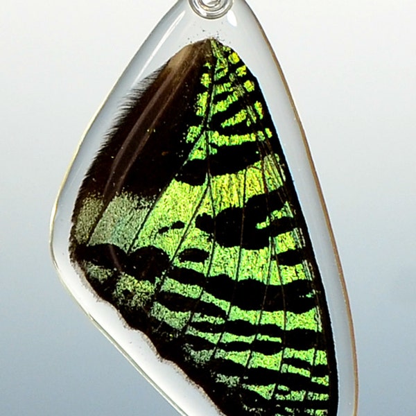 Real Butterfly Wing Pendant, Sunset Moth/Butterfly (top/fore wing)