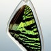 see more listings in the Butterfly wing pendants section