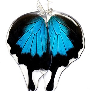 Butterfly Earrings, Real Mountain Blue Swallowtail Butterfly (Papilio ulysses) (bottom/rear wings) earrings