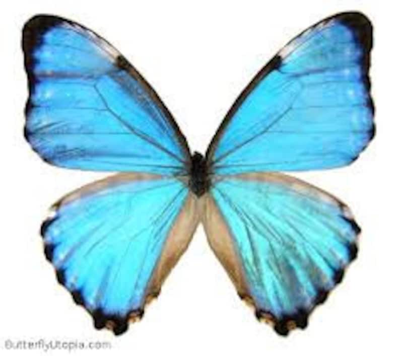 Real Blue Morpho Portis Butterfly Morpho portis bottom/hind wings earrings image 3