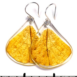 Real Great Orange Tip Butterfly (Hebomoia glaucippe) (bottom/hind wings) earrings