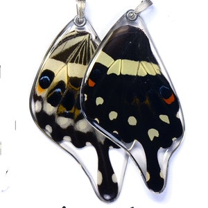 Butterfly Earrings, Real Central Emperor Swallowtail Butterfly Papilio lormieri bottom/rear wings earrings image 2