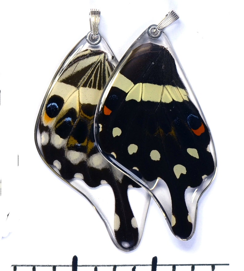 Butterfly Earrings, Real Central Emperor Swallowtail Butterfly Papilio lormieri bottom/rear wings earrings image 2