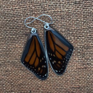 May include: A pair of earrings featuring real monarch butterfly wings encased in clear resin. The wings are a vibrant orange with black veins and white spots. The earrings have silver hooks.