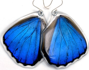 Butterfly Earrings, Real Butterfly earrings, Blue Morpho Menelaus, hind wings, earrings