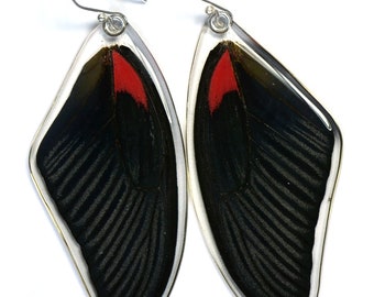 Butterfly Earrings, Real Scarlet Mormon Butterfly (Papilio rumanzovia) (top/fore wings) earrings