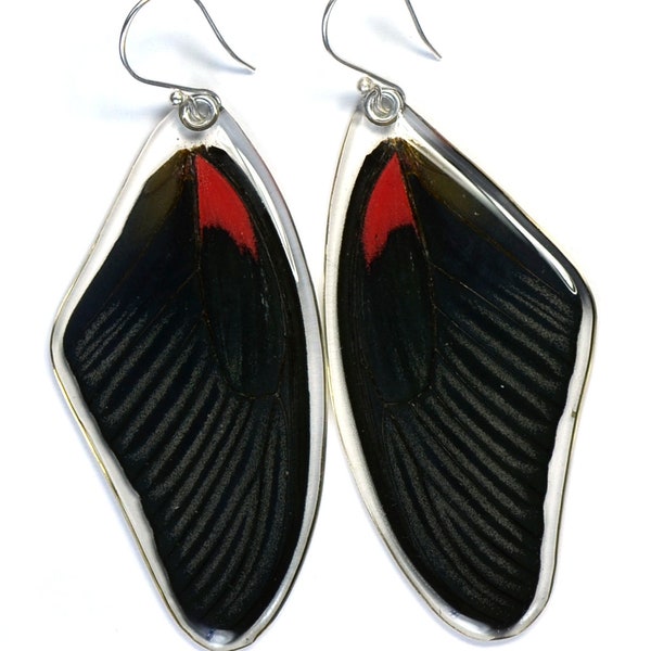 Butterfly Earrings, Real Scarlet Mormon Butterfly (Papilio rumanzovia) (top/fore wings) earrings