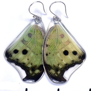 Butterfly Earrings, Real Mother of Pearl Butterfly (Salamis parhassus) (top/fore wings) earrings