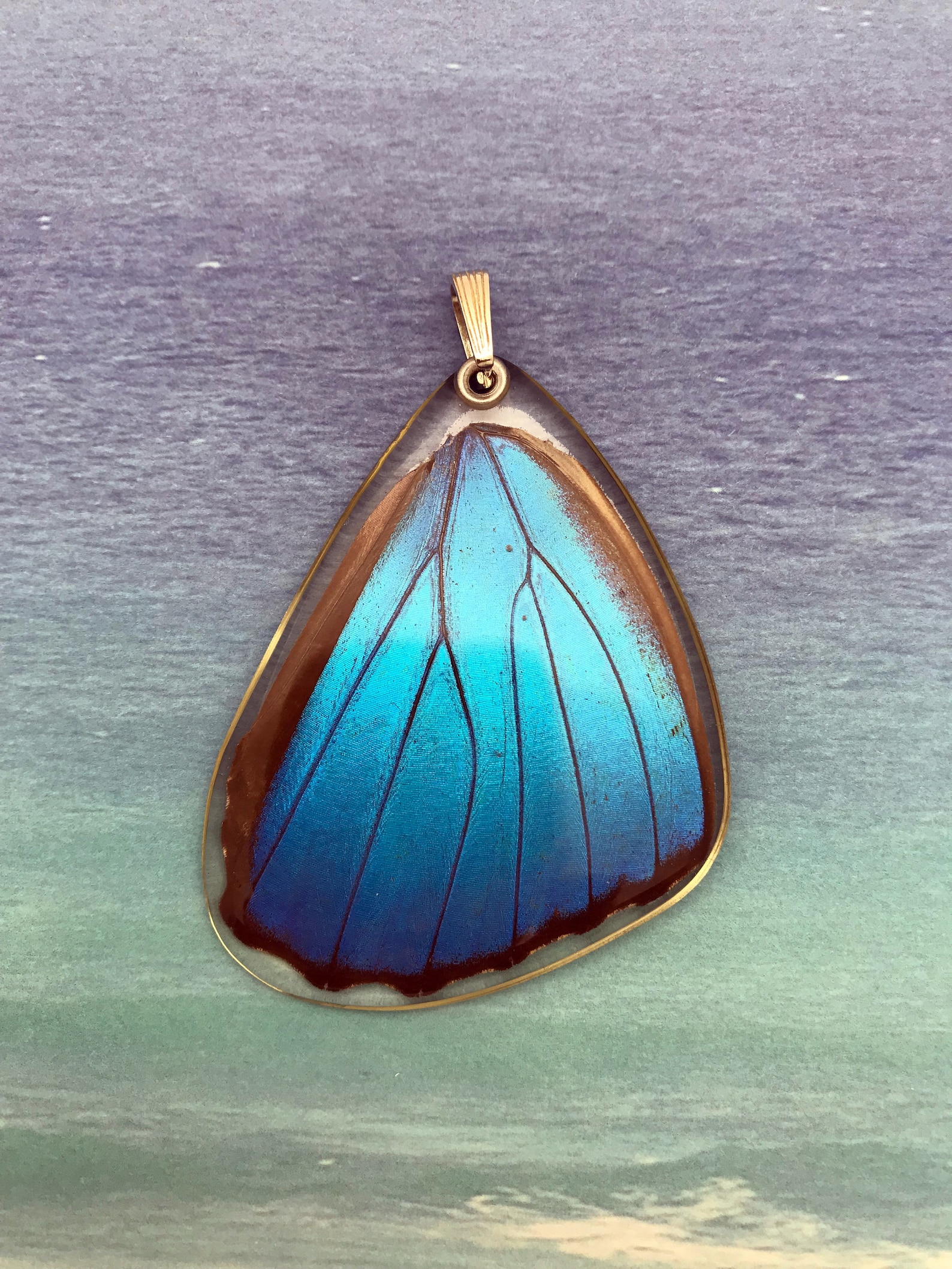 Butterfly visual data 5