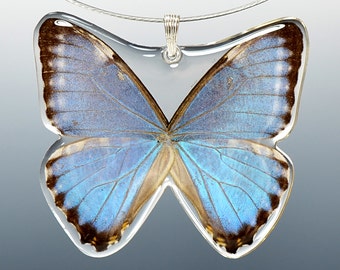 Halsband med hänge i äkta hel fjäril, blå Morpho Zephyritis