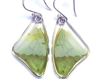 Butterfly Earrings, Real Green Charaxes Butterfly (Charaxes eupale eupale) (top/fore wings) earrings
