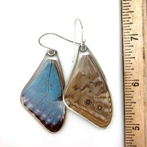 Gift for her, Hostess Gift, Great gift, real Butterfly earrings, Fairy Wings, Real Blue Morpho Portis Butterfly earrings image 4