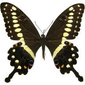 Butterfly Earrings, Real Central Emperor Swallowtail Butterfly Papilio lormieri bottom/rear wings earrings image 3