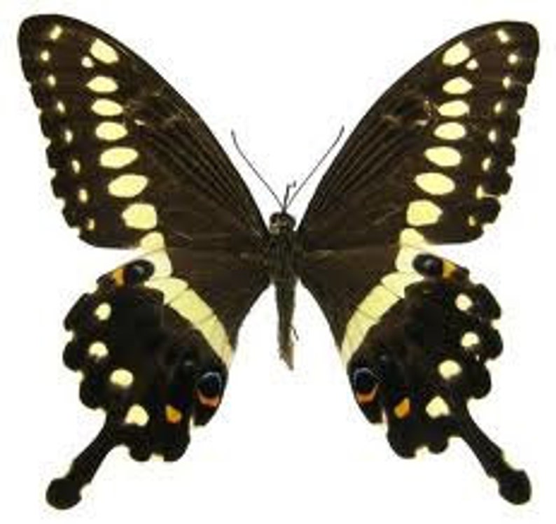 Butterfly Earrings, Real Central Emperor Swallowtail Butterfly Papilio lormieri bottom/rear wings earrings image 3