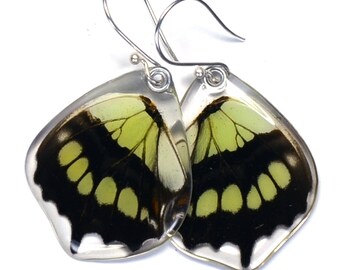 Real Green Malachite Butterfly (Siproeta stelenes) (bottom/rear wings) earrings