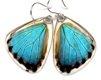 Real Blue Morpho Portis Butterfly (Morpho portis) (bottom/hind wings) earrings