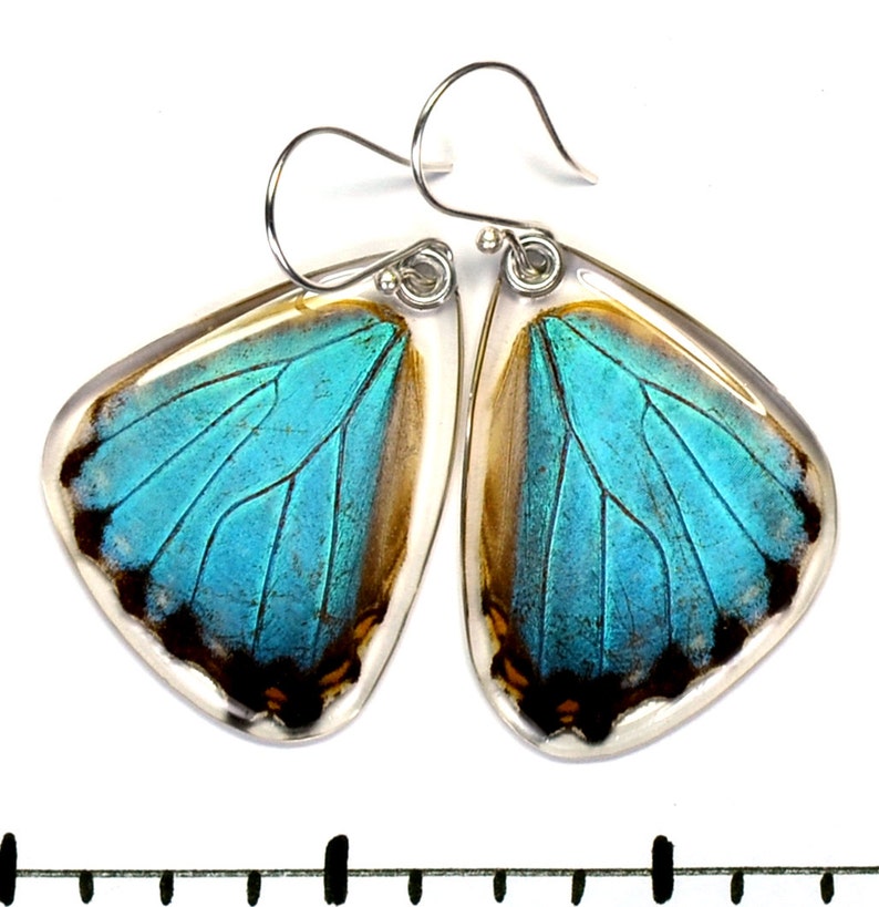 Real Blue Morpho Portis Butterfly Morpho portis bottom/hind wings earrings image 1