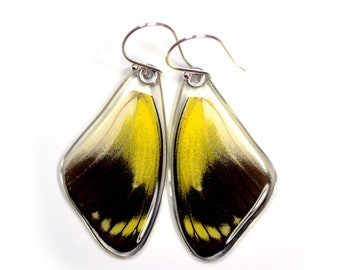 Butterfly Earrings, Real Butterfly earrings, Red Delias butterfly, fore wings, earrings