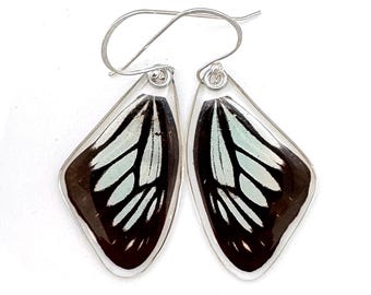 Butterfly Earrings, Real Wanderer Butterfly (Pareronia Valeria), (top/front wings) earrings