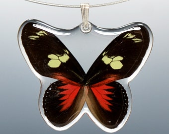 Real Whole Butterfly Pendant Necklace, Doris Longwing Butterfly