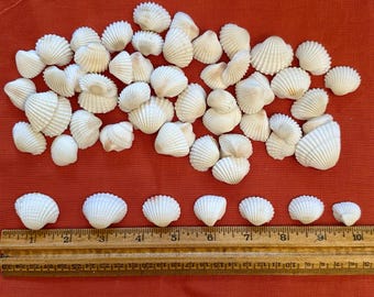 White Baby Ark Seashells 0.5"-1.25" (80 count / 120 count)