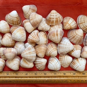 May include: A collection of small, beige and brown seashells with a striped pattern. The shells are arranged on a red surface, with a wooden ruler at the bottom. The shells vary in size and shape.