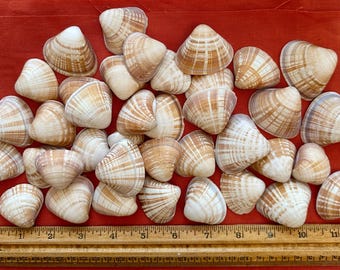 RARE Sunset Clams Seashells 1"-2" 64 count (1lb) / 128 count (2lbs)