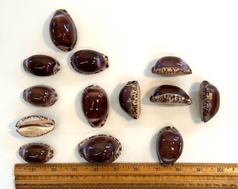 Cypraea Arabica / Purple Olive Seashell 2"-2.5" (10 count/20 count)
