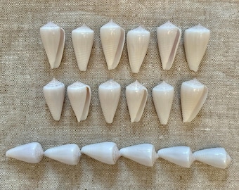 White Cone Glossy Seashell 1"-2" (20 count)