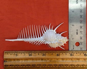 Venus Comb Murex Seashell 4.75" 1 piece