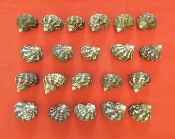 Turbo Green Seashells 0.75"-1.5" 20 Count / 40 Count