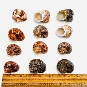 May include: A collection of twelve snail shells in various shades of brown, tan, and dark green, arranged on a white surface. A wooden ruler with inch markings is at the bottom. The shells vary in size and pattern.