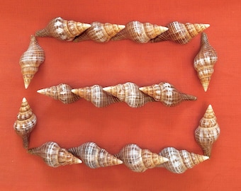Fasciolara Filimento / Horse Conch Seashell 2"-3" (5 count/20 count)