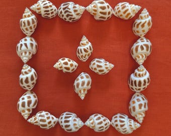 Babylonia Areolata / Brown and White Spotted Seashells 1.25"-1.75" (20 count / 40 count)