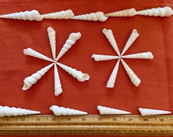 Turritella / White Auger Seashells 2.25"-3" (100 count 1lb / 200 count 2lbs)