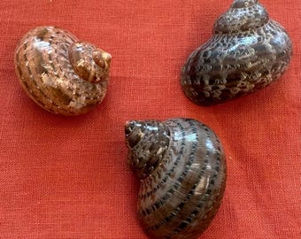 RARE Turbo Petholatus / Linnaeus Tapestry Snail Seashell 1"-2" (20 count/ 40 count)