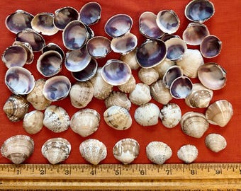 Cross Barred Venus Chione Seashells for Crafts (1"-2") 50-100 Count