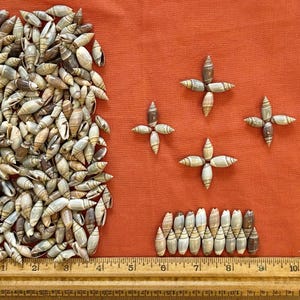 May include: An assortment of small, beige and brown seashells, some arranged in cross shapes, on an orange background. A ruler shows measurements in inches. The shells are of various sizes and shapes, with a mix of light and dark tones.