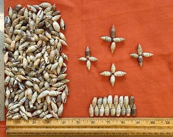 RARE Mexican Olive Seashells 0.5"-1" (120 count/240 count)