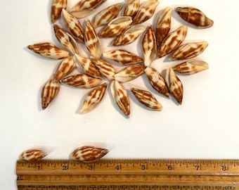 RARE Mitra Adusta Seashells 1"-1.5" (20 count)