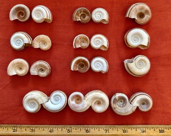 Rams Horn Seashell 1"-1.5" (40 count / 100 count)