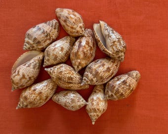 RARE Brown Lined Volute Seashells / Harpulina Lapponica 2.24"-2.5" 16 pcs
