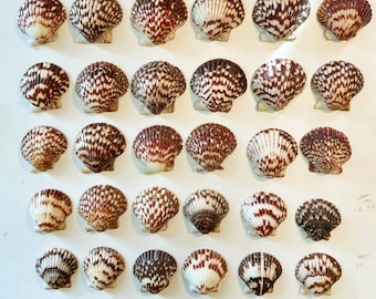 Callico Scallops Seashells 2"-2.5" (30 count / 60 count)