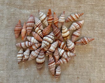 Miter Seashell Pink & Brown 1"-2" 140 count (1lb 4.8oz)