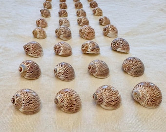Nautica Tigrina Seashells 0.5"-1" 144 Count (1lb)